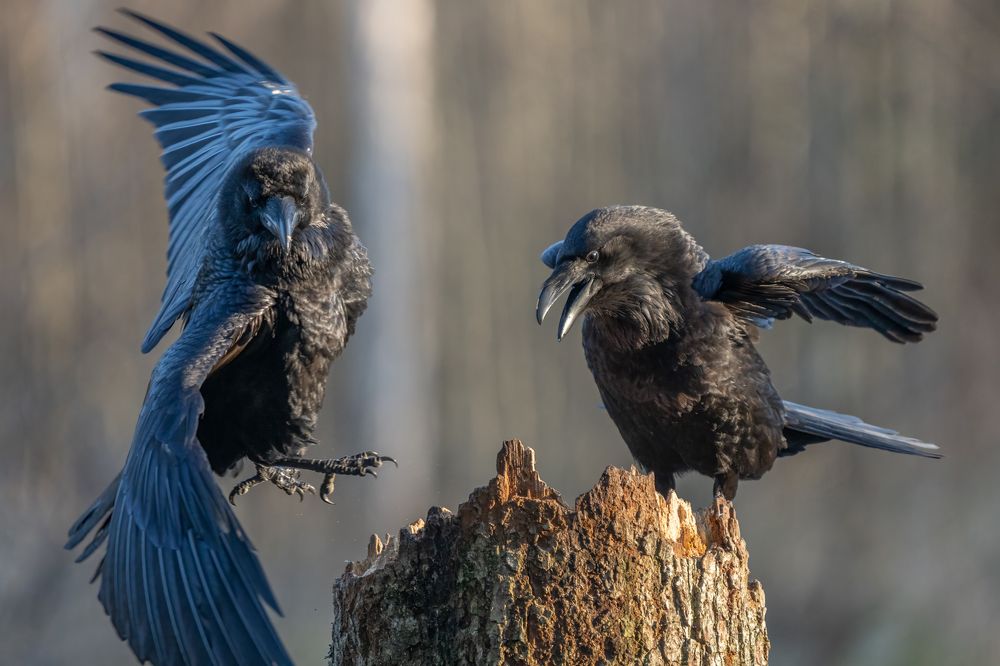 Photograph by Vytautas Jurkuvenas