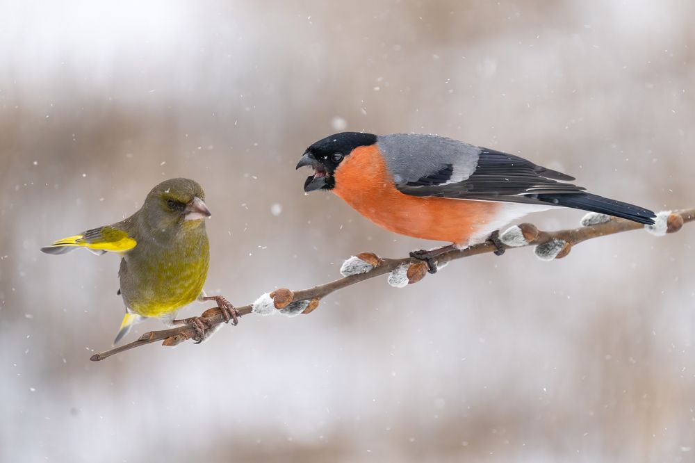 Photograph by Vytautas Jurkuvenas