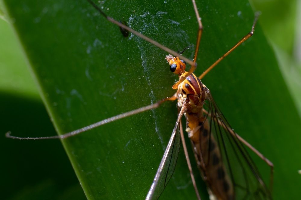 Zancudo tigre oxidado (Nephrotoma ferruginea)