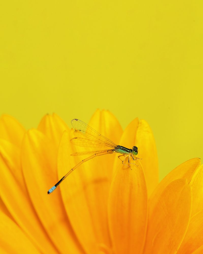 Photograph by Hemraj Chavhan A