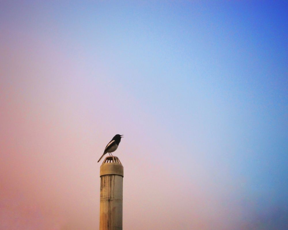 Ornaments of sky