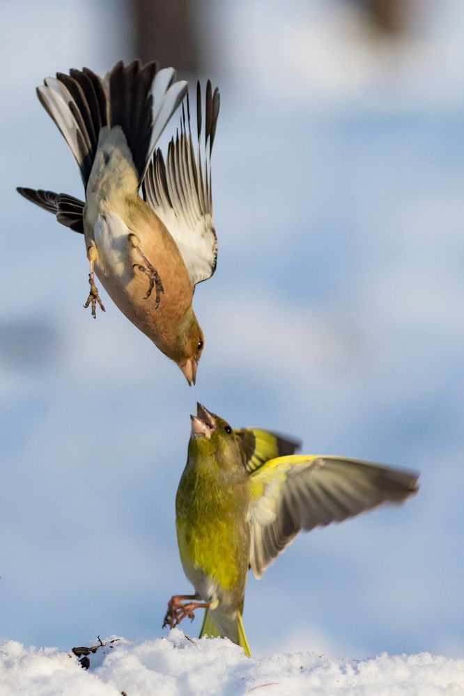 Bird fight