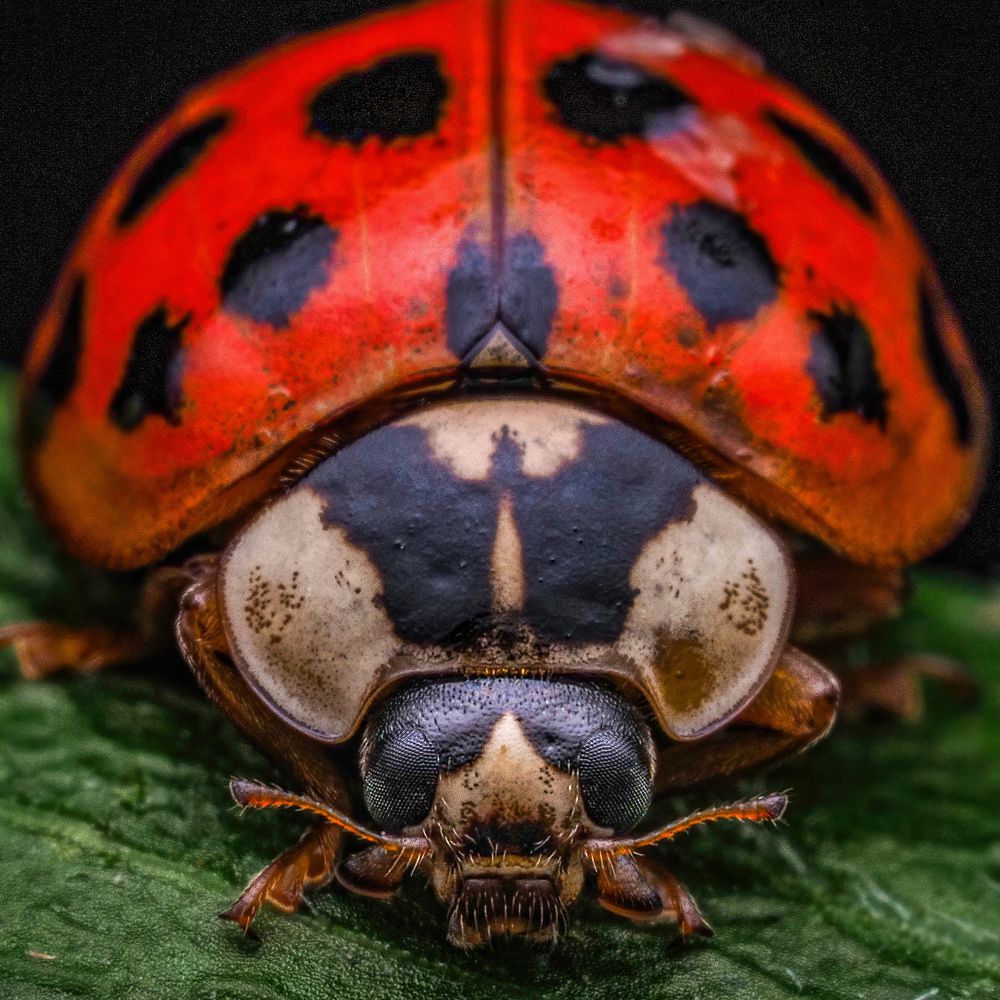 Photograph by Chris Bratcher