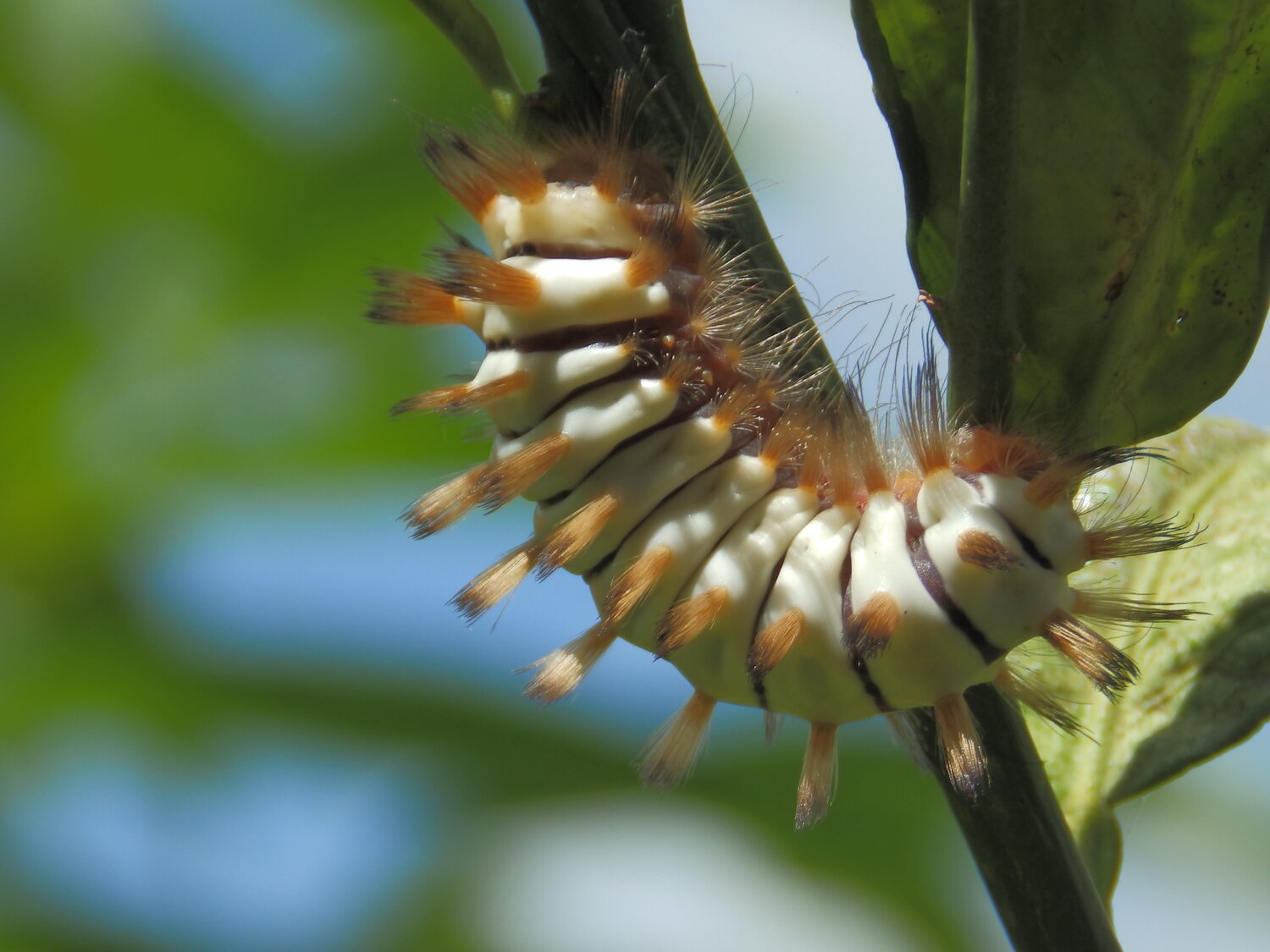 NATURALEZA VIVA