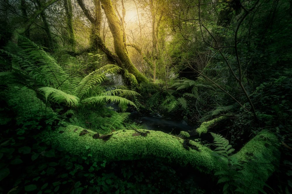 Photograph by Damian Varela