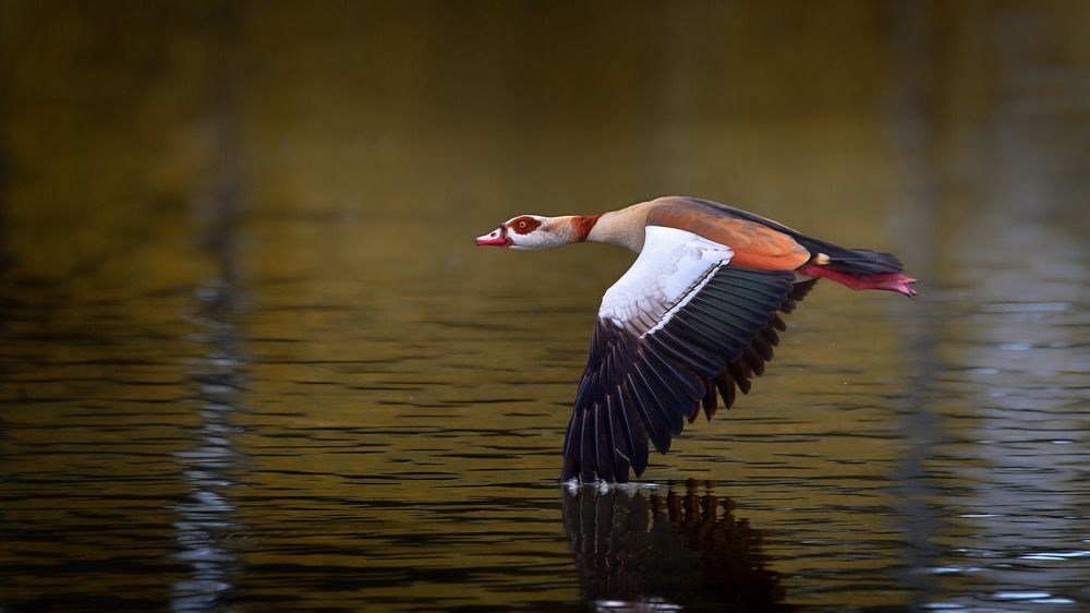 Photograph by David Lerer