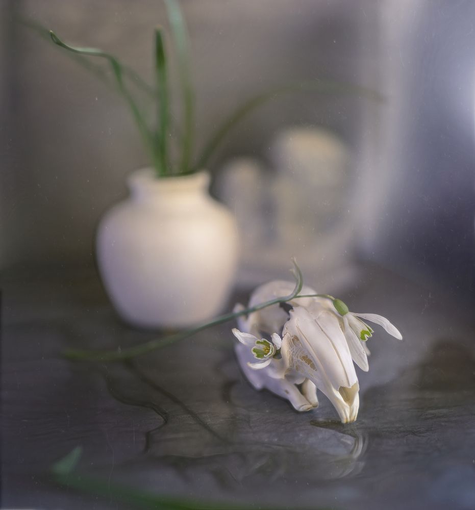 подснежники*