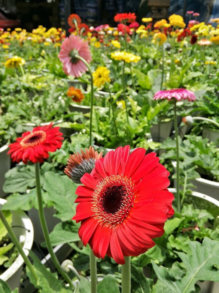Beautiful red flower
