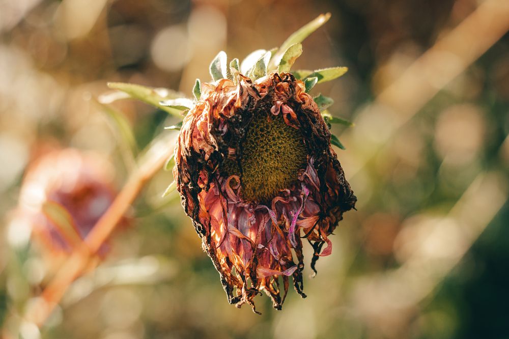 Photograph by Наталья Кеворкова