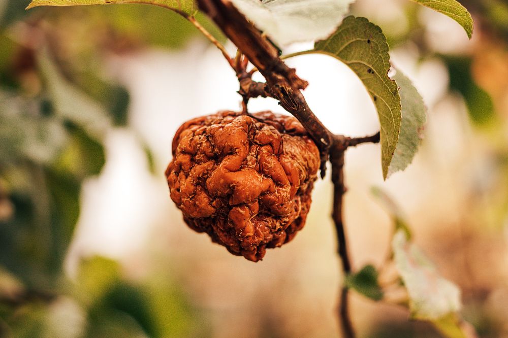 Photograph by Наталья Кеворкова