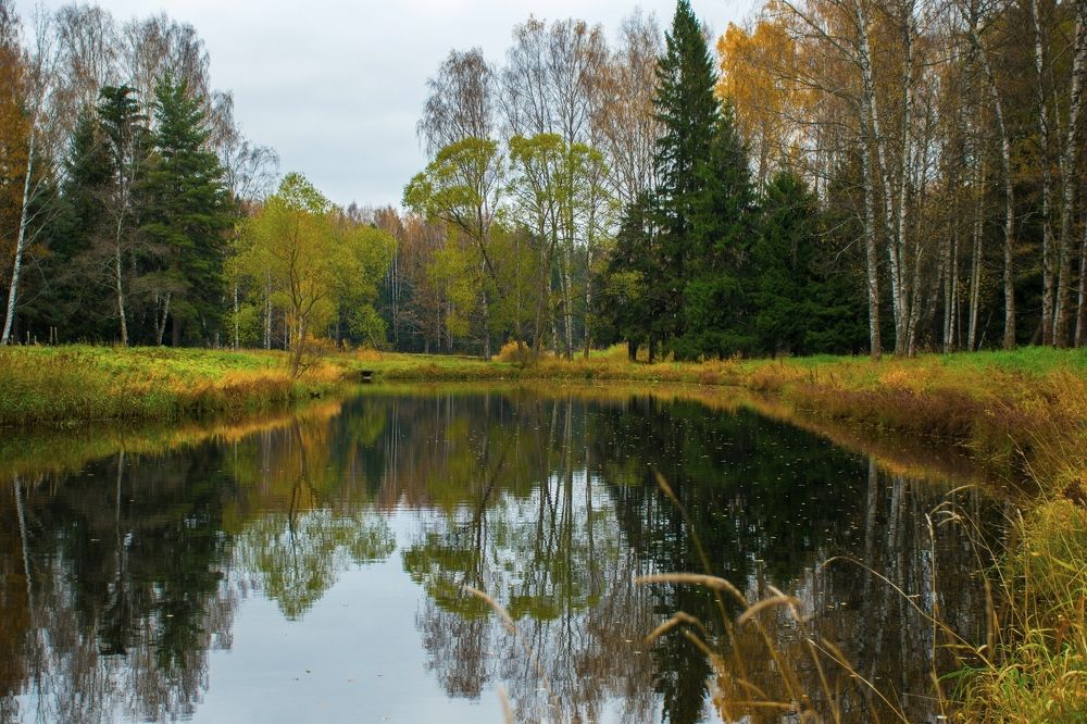Пруд а Павловском парке.