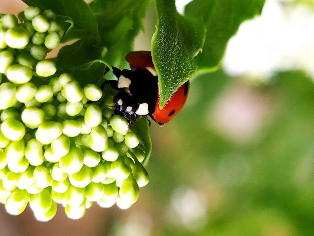 Божья коровка на прогулке.)