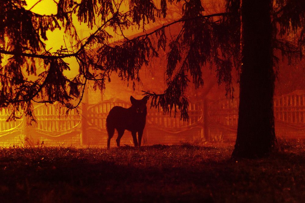 Уличный пёс