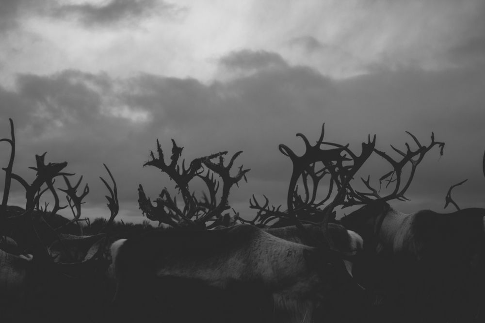North Reindeer