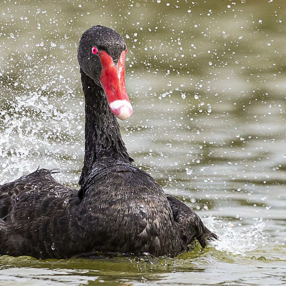 Фотография автора MOHAMED ISMAIL