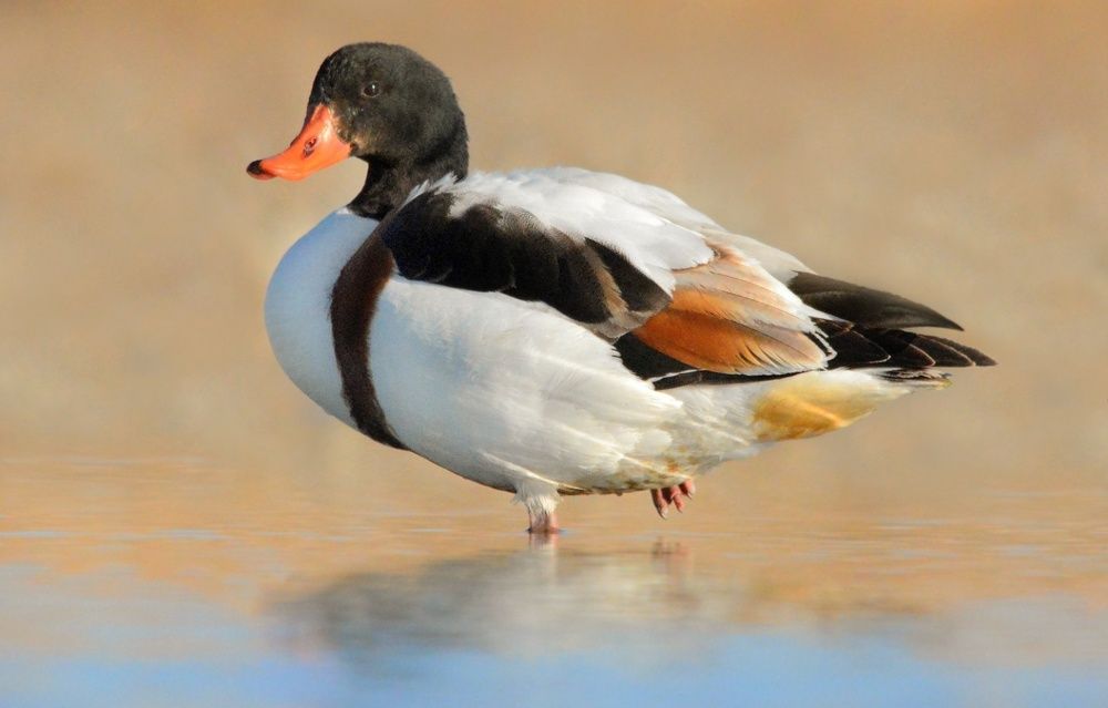 Photograph by Sohrab Niazi