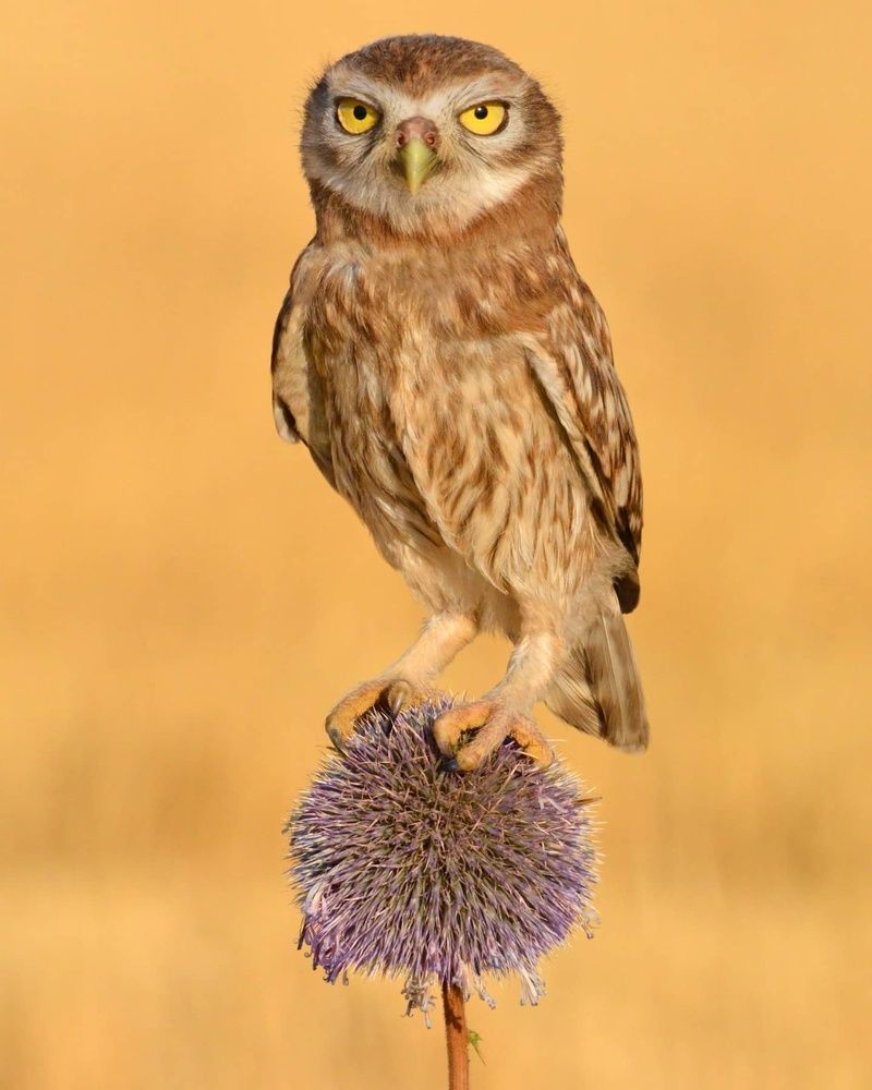 Photograph by Sohrab Niazi