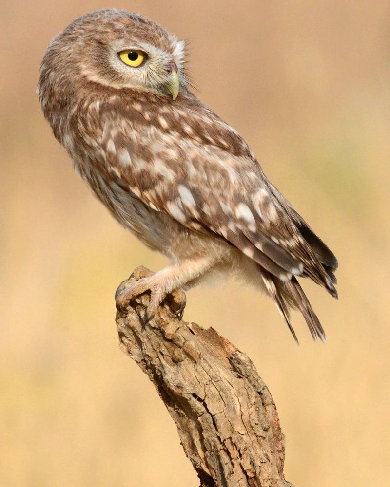 Photograph by Sohrab Niazi