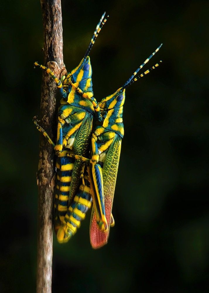 Photograph by Dharmendra Padhiyar