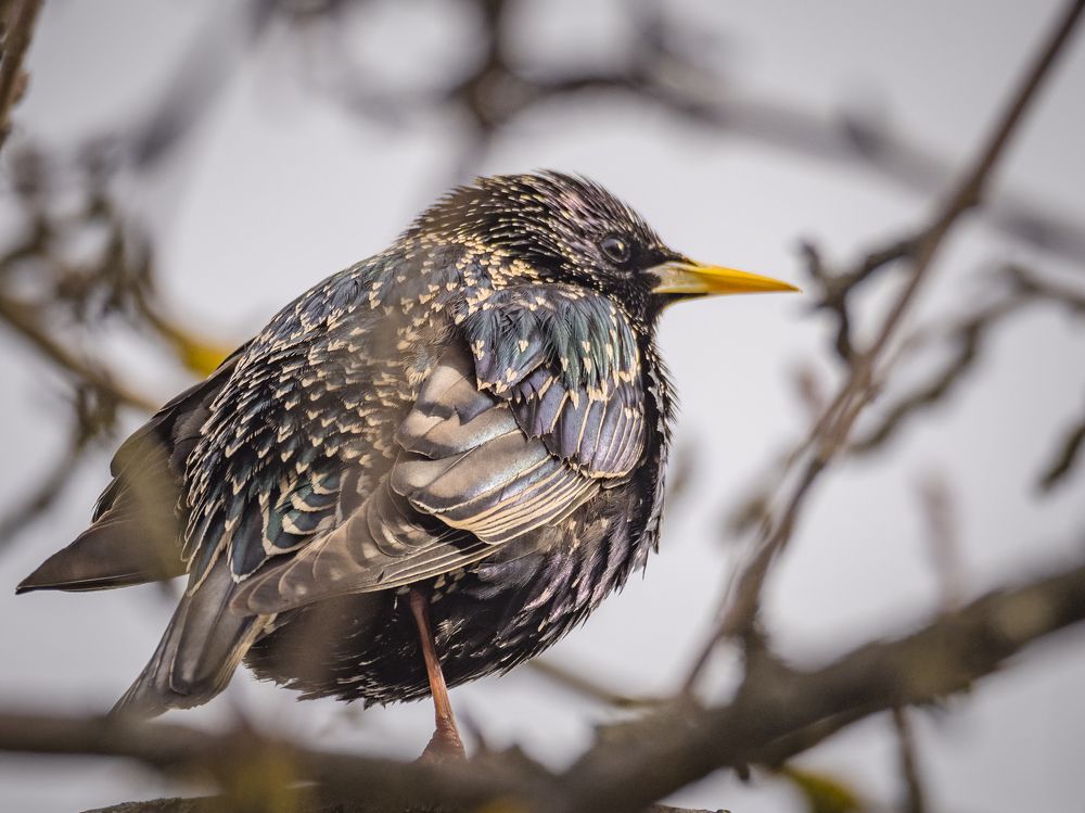 Этюды со скворцом