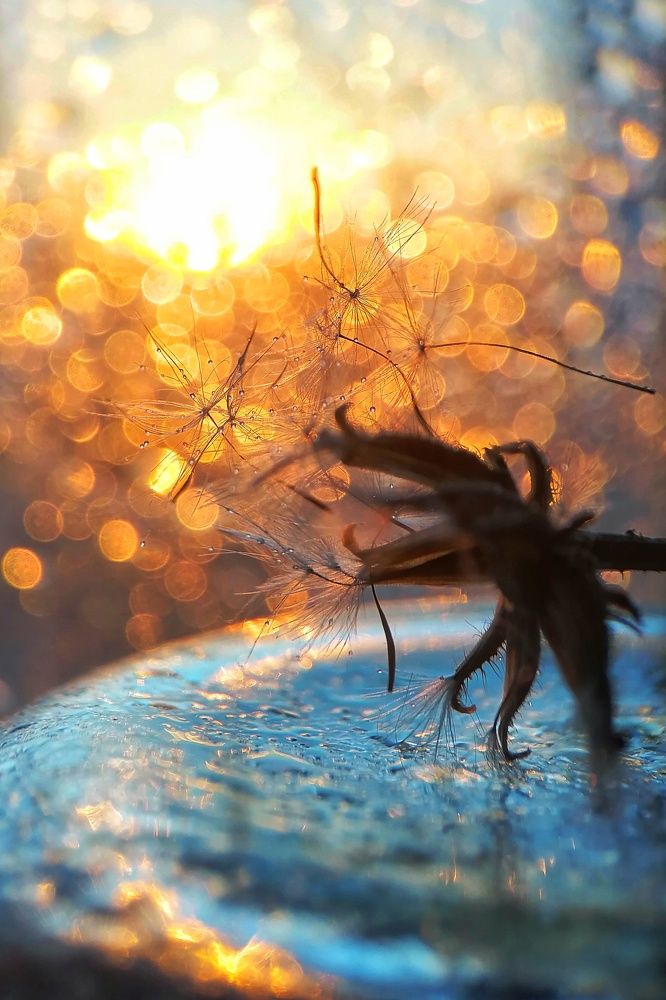 Photograph by Ирина Чиж