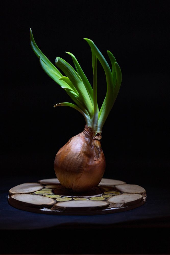 Photograph by Владимир Самосватов