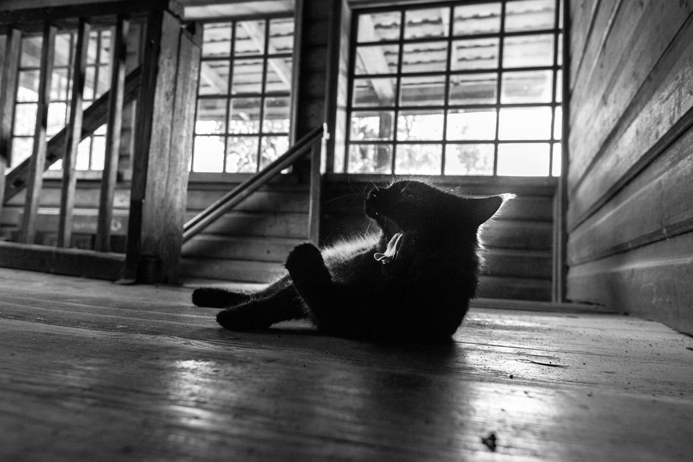 Фотография автора Мария Саксон