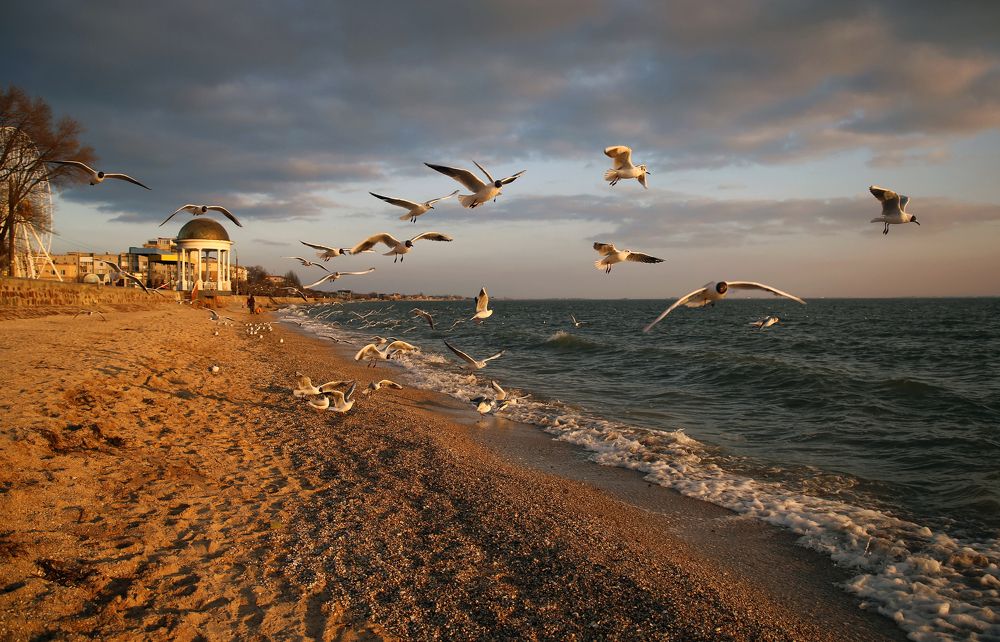 Чайки Азова