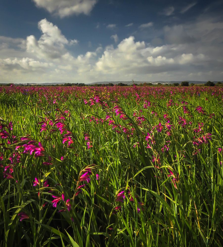 Photograph by Dmitry Skripachenko