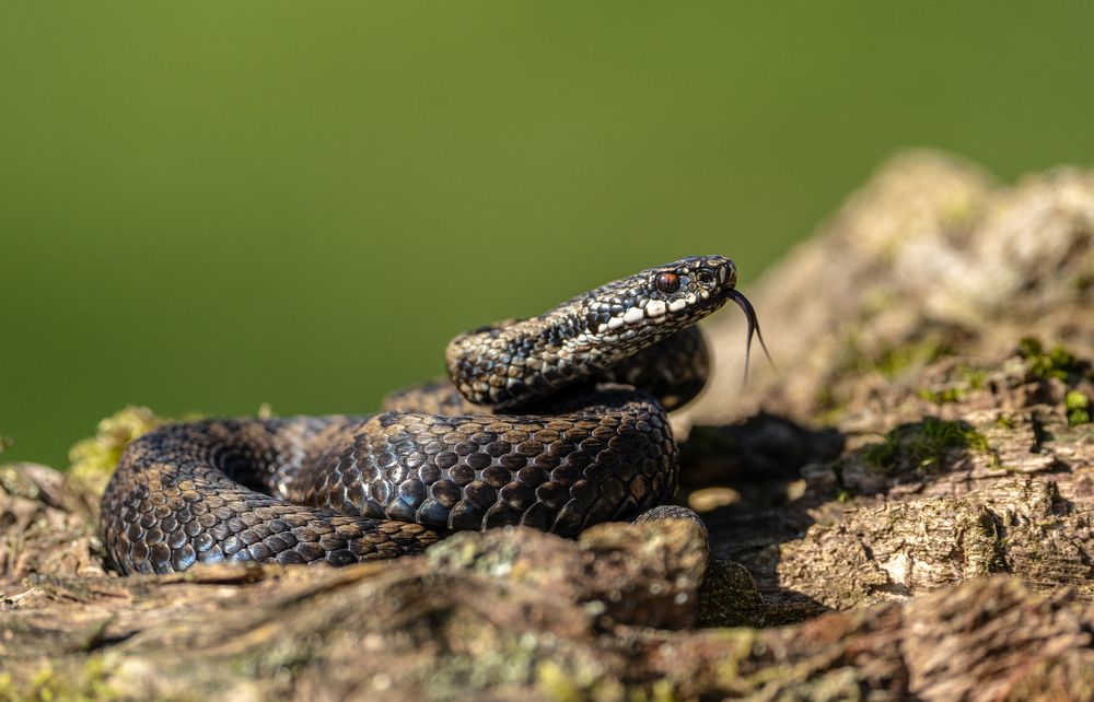 Adder (Vipera berus), One and only poisonous snake in UK