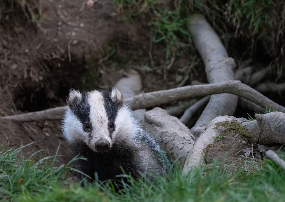 Badger, The Under World King.