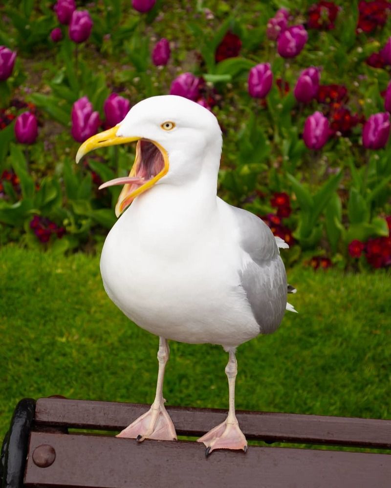 Am hungry