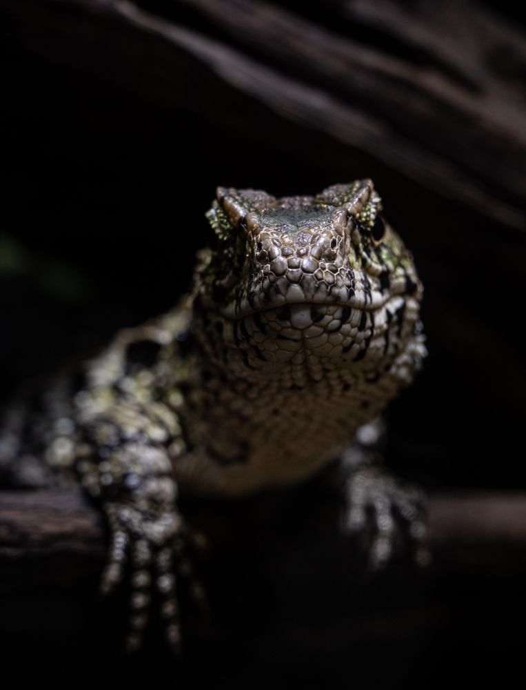 Photograph by Michael Pöschl