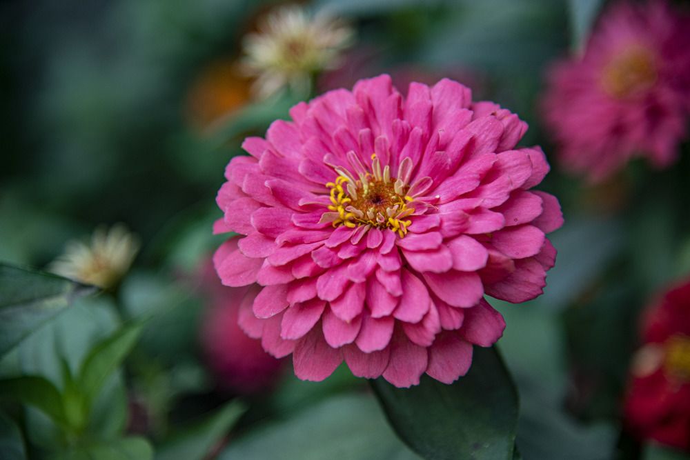 Photograph by A. M. Shafiqul Islam