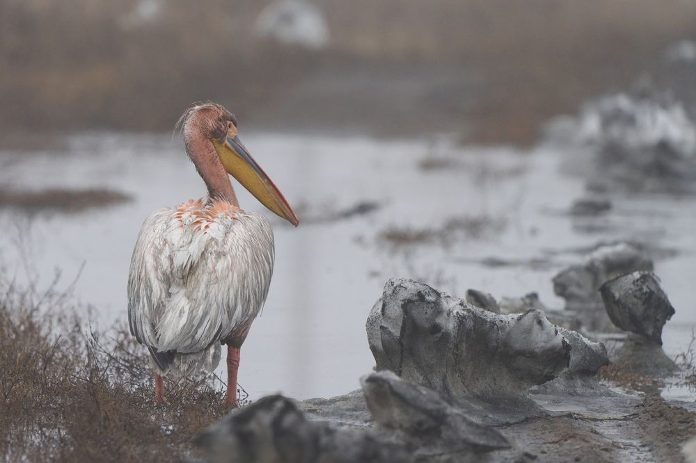 Photograph by Игорь Травкин