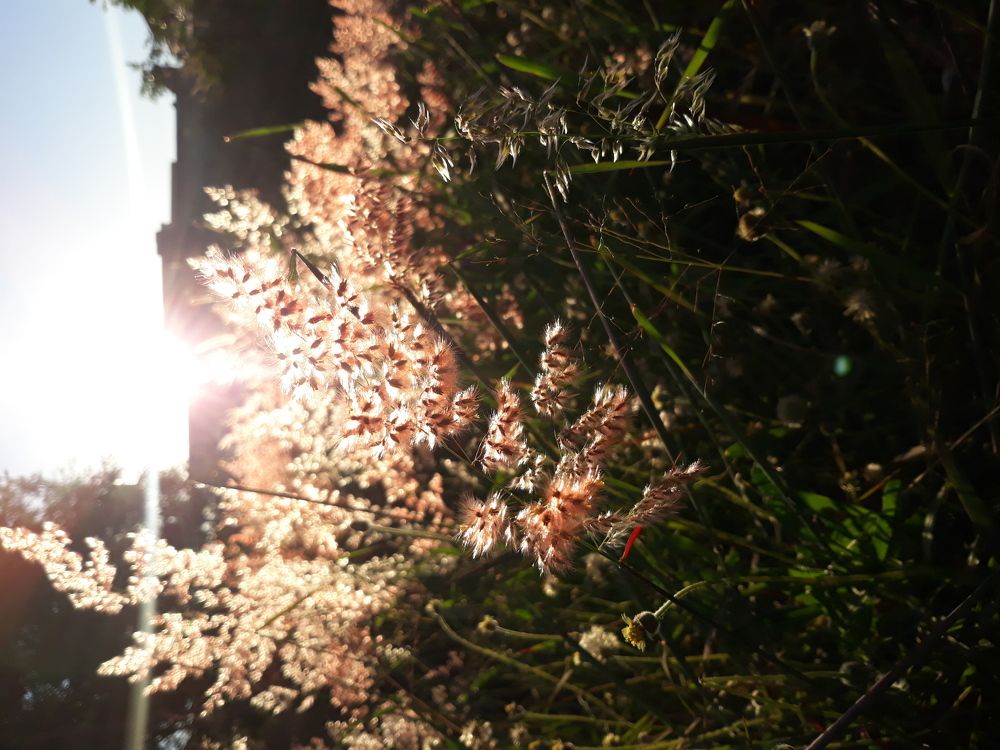Kiss of the sun