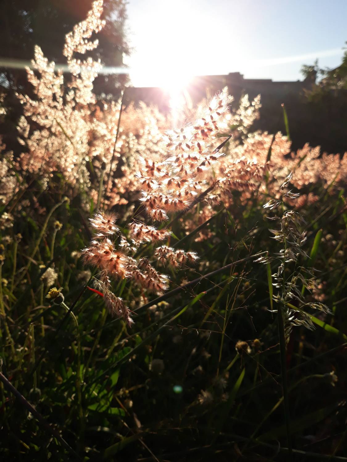 Kiss of the sun