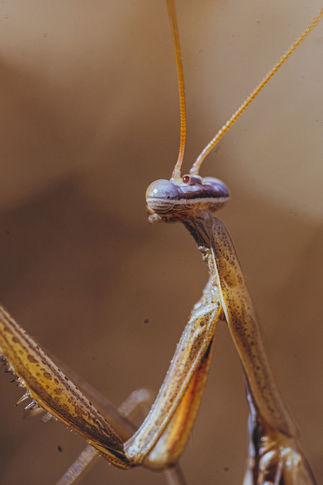 Photograph by Bijaya Lamichhane Jaisi