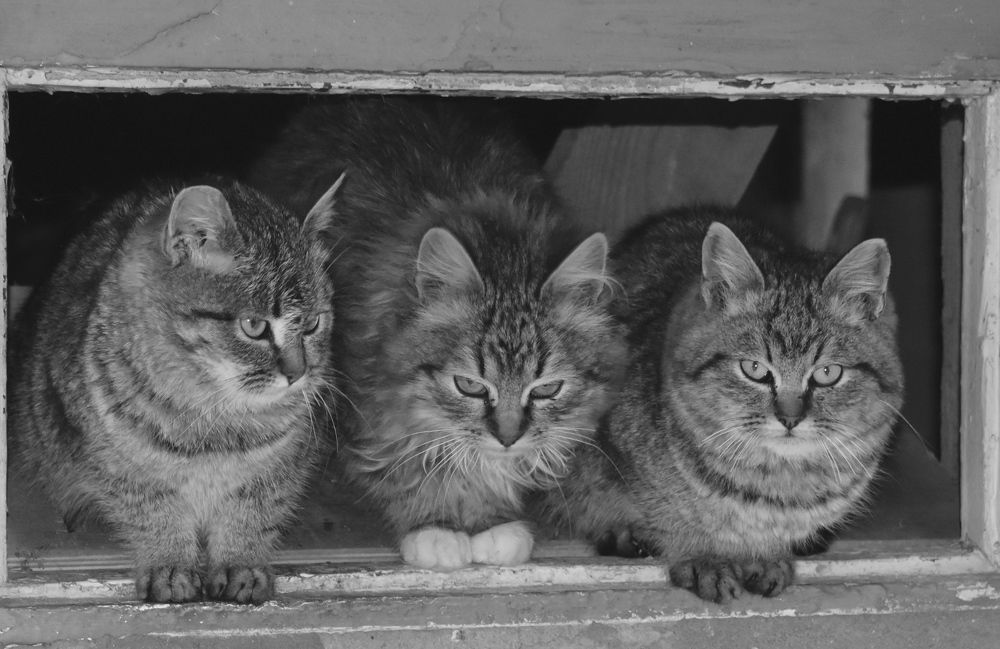 Photograph by Андрей Микулич