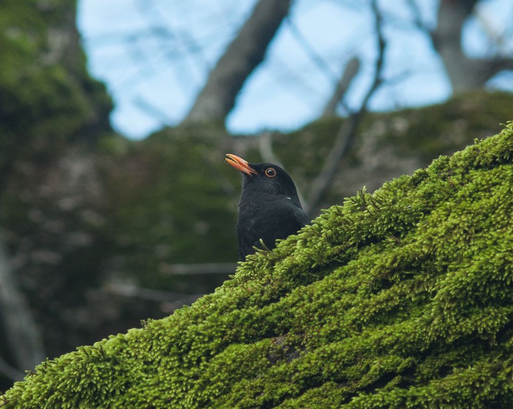 Photograph by Максим Мелехин
