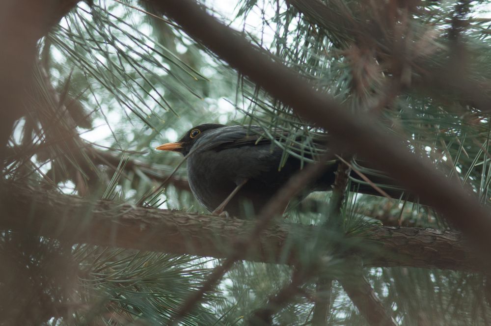 Photograph by Максим Мелехин