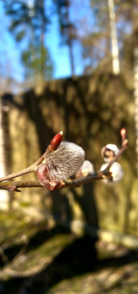 Photograph by Любовь Макарова