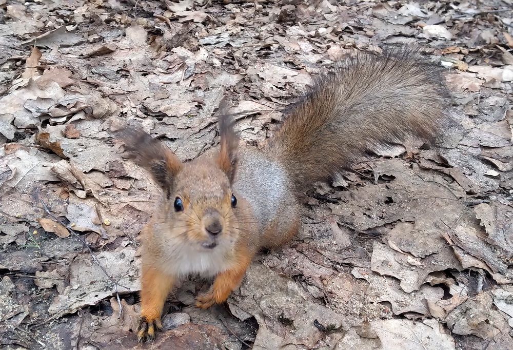 Photograph by Любовь Макарова