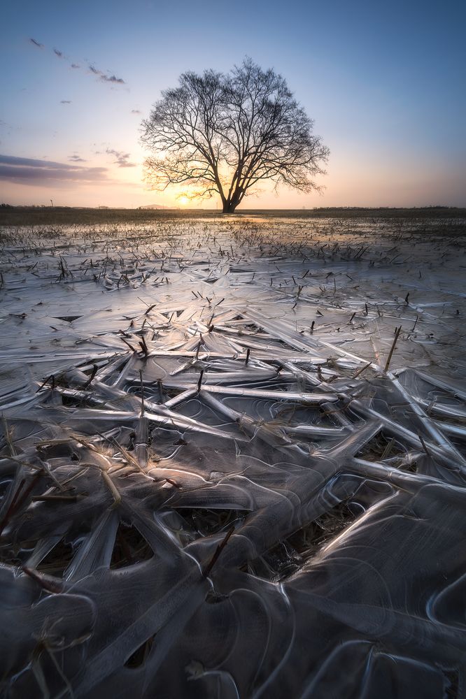 Frozen puddle