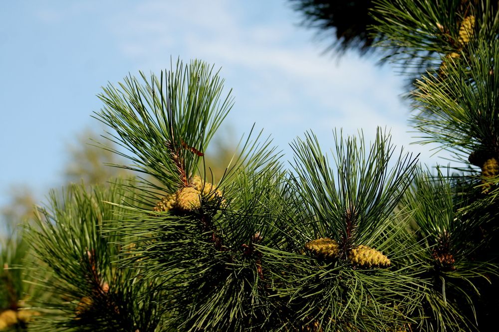 Photograph by Александр Быкадоров