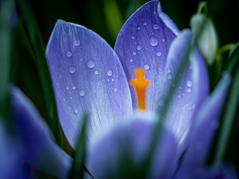 Flower beauty in details
