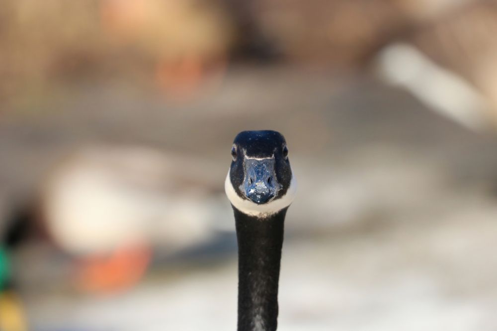 A Goose is Watching You