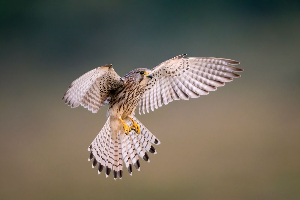 Photograph by Skanda SN