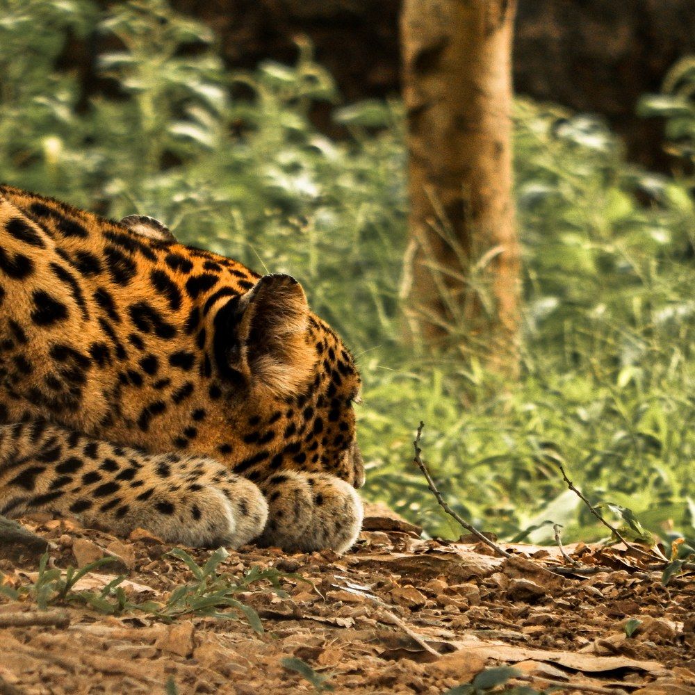 Photograph by Manav Das
