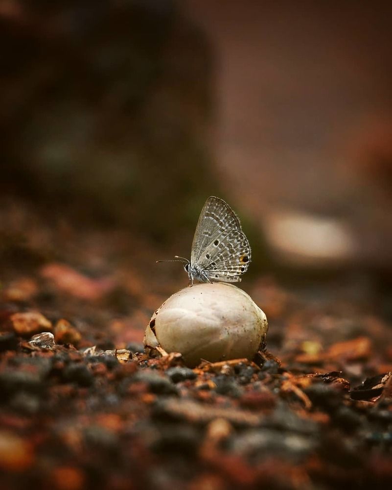 Photograph by Amit Jariwala